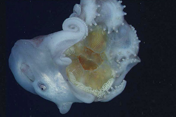 chobotnice jí medúzu