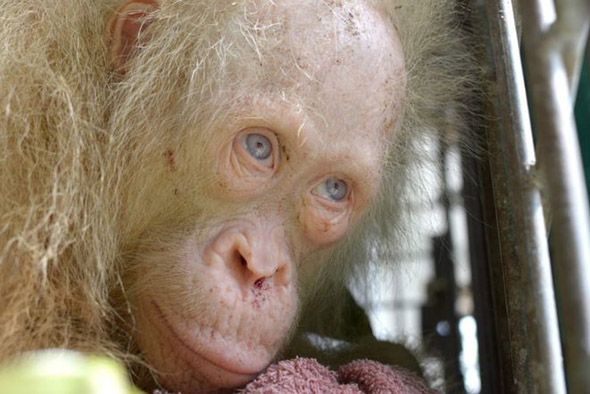orangutaní albín