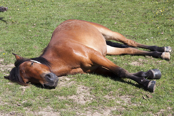 spící kůň
