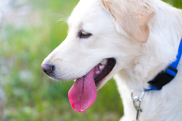 pes s jazykem venku
