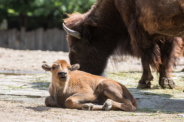 mládě bizona zoo praha
