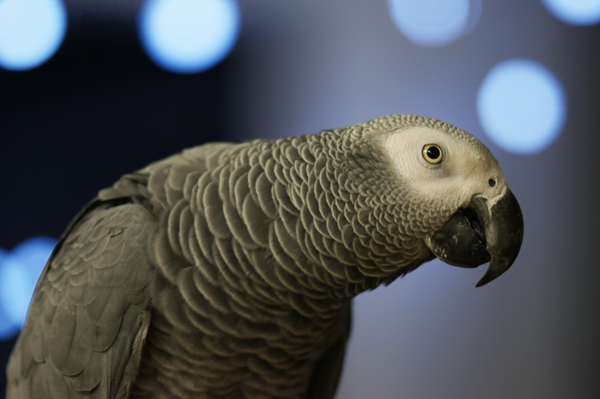 papoušek šedý inteligence