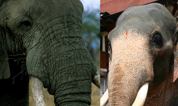 africký a indický slon kůže