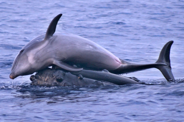 Keporkak si hraje s delfínem - a baví se oba. | Kredit: Mark H. Deakos, NOAA (2010). Aquatic Mammals36(2), 121-128.