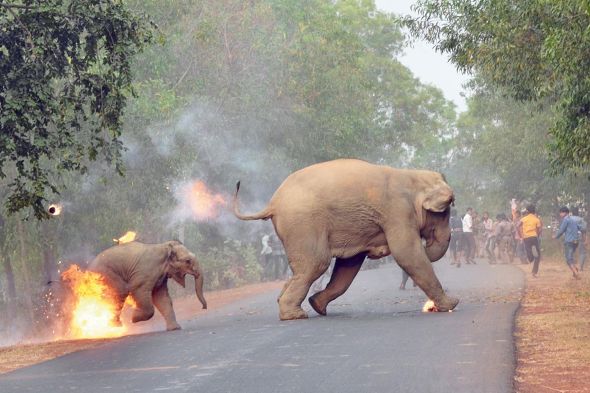 sloni utíkají před davem a ohněm