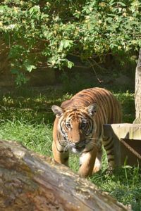 Tygr malajský Zoo Praha
