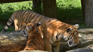 Tygr malajský Zoo Praha
