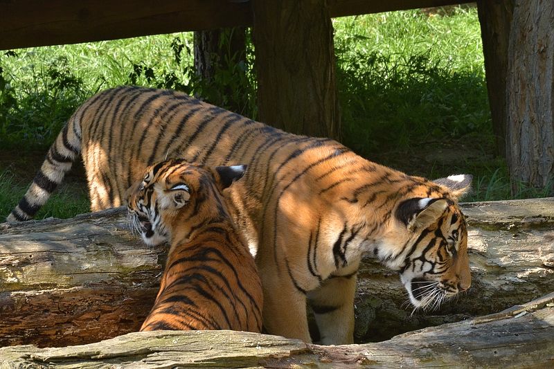 Tygr malajský Zoo Praha