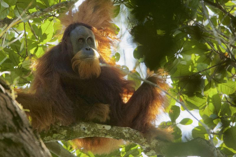 apokalypsa Indonésie orangutan tapanulijský