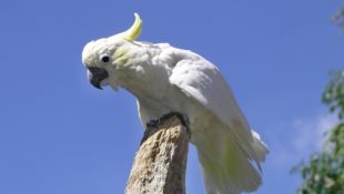 kakadu žlutolící sulaweský
