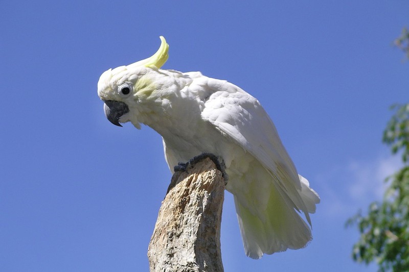 kakadu žlutolící sulaweský