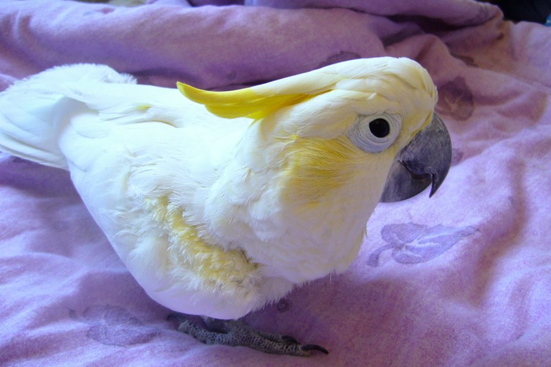 kakadu žlutolící sulaweský