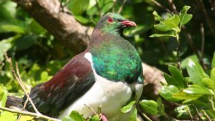 holub maorský kereru kererū