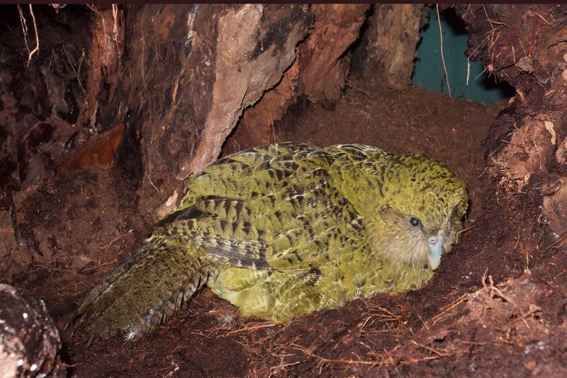 kakapové: samice na hnízdě kakapové