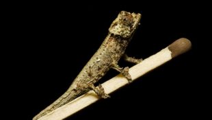 chameleon brookesia thieli