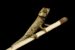 Novinky v zoo: Chápani, outloni, medvídě a mikrochameleon chameleon brookesia thieli