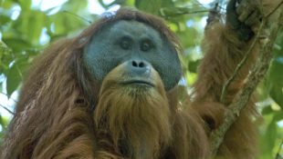 orangutan tapanulijský