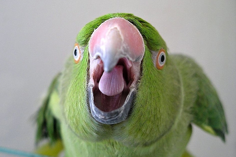 papoušek křičí